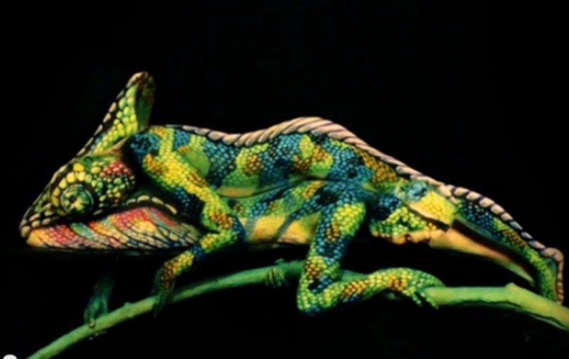 Cea mai tare ILUZIE OPTICĂ: crezi că acesta e un cameleon? Răspunsul te va ului | VIDEO