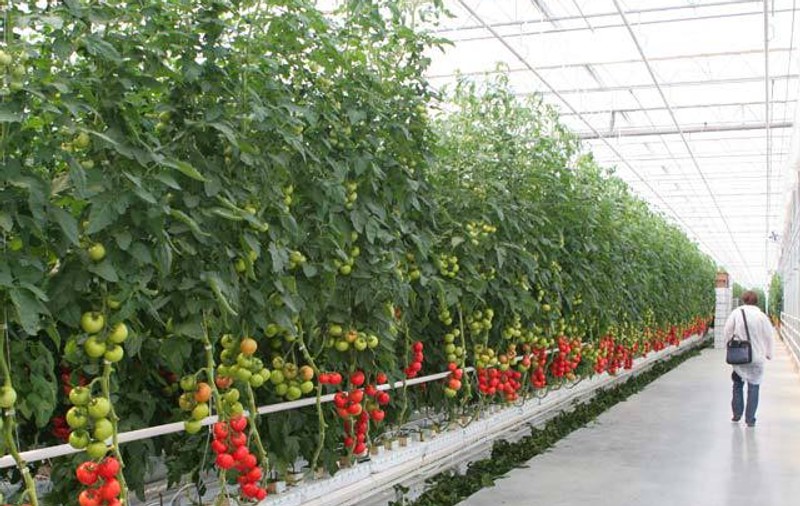 Ce s-a ales de ”gustul de altădată” al roșiilor românești: aproape jumătate au reziduuri de pesticide