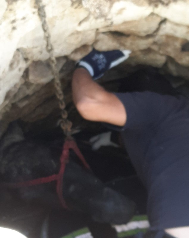 Cal salvat în Iași, după ce a căzut într-o fântână. Animalul a fost scos după două ore de pompieri