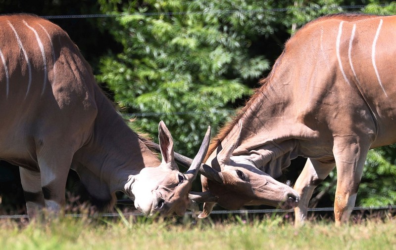 Român ucis de o antilopă într-un parc din Suedia. Animalul l-a înjunghiat de mai multe ori cu coarnele