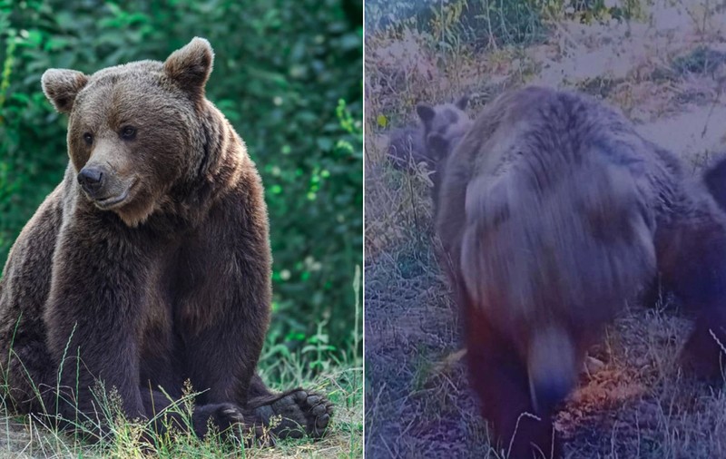 Controversa legată de ursoaica vânată pentru c-a omorât un turist italian: „Autoritățile au dat verdictul că  «animalul a provocat incidentul», deși am aflat cu toții că situația a stat invers” 