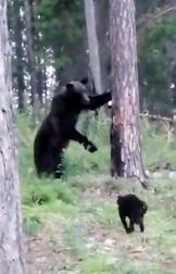 Domestic cat Vasya confronts brown bear, Ust-Ilimsk, Irkutsk region, July 31
