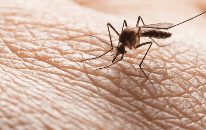 47 de cazuri de infecţie cu virusul West Nile înregistrate în această vară, anunță INSP. Patru persoane au murit