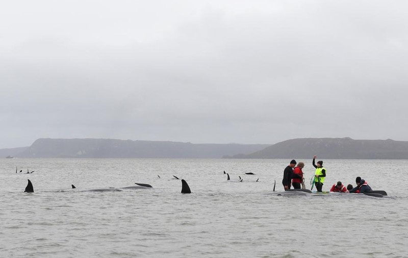 32 de balene au fost salvate, iar 200 au murit în urma unei eșuări în masă, pe țărmul Tasmaniei