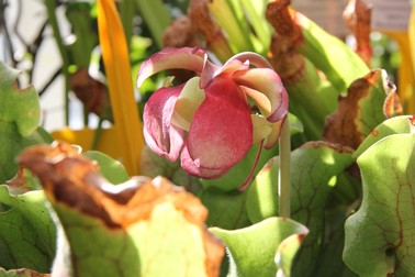 Sarracenia