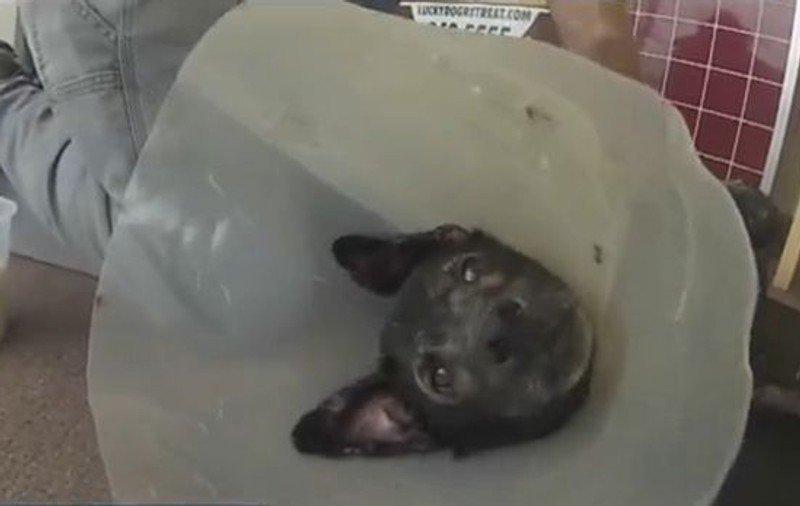 Şi animalele au CIUDĂŢENIILE LOR! La ce ESTE ALERGIC acest câine?