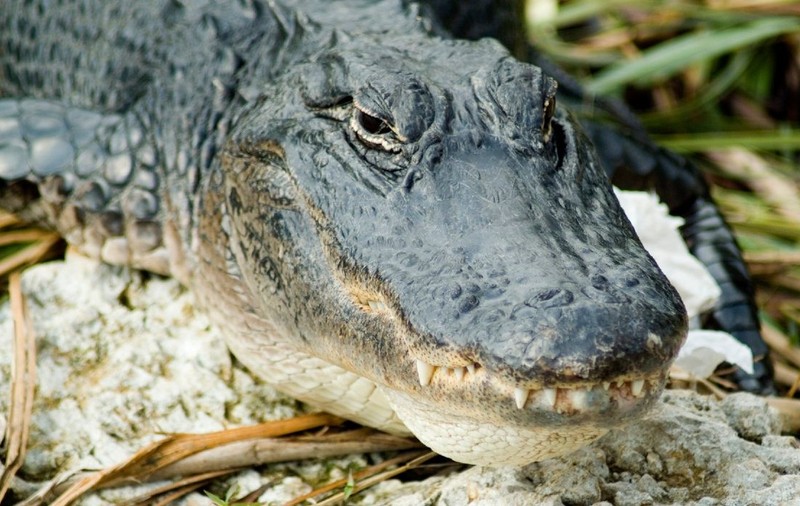 Fată de 12 ani atacată de un aligator de 3,5 metri în timp ce se juca în apă. Prietenii au fugit țipând