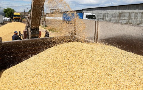 Cereale descărcate dintr-un utilaj agricol într-o benă de camion, într-un depozit sau fermă unde mai sunt vizibile alte camioane și muncitori.