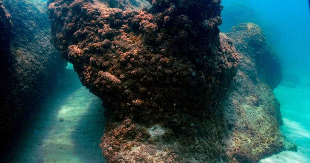Imagine subacvatică ce surprinde un coral în estul Mării Mediterane. Fotografie ilustrativă: Profimedia