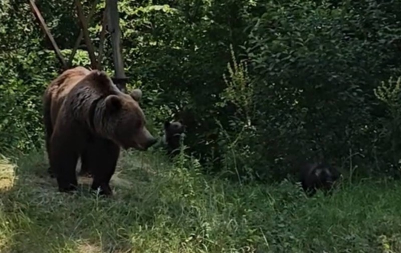 Bărbat, la un pas să fie atacat de o ursoaică cu trei pui, după ce a încălcat un avertisment aflat chiar lângă el: „N-au nicio vină, noi îi învățăm prost"