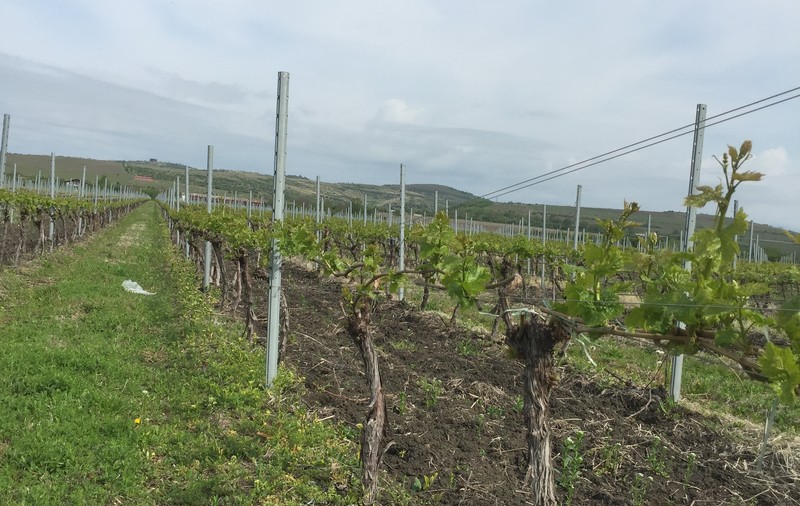 FOTO | Urmările urgiei din Prahova: au fost afectate 3.000 de hectare de vie, iar producția de struguri e pierdută pe alocuri și în proporție de 100%!