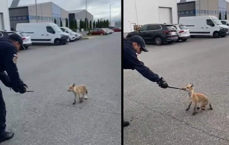 Jandarmii au alergat o vulpe prietenoasă prin Parcul Industrial Prejmer, în Brașov