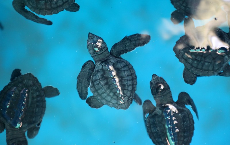 Comunicarea secretă a animalelor marine. Un cercetător a descoperit ce mesaje trimit animalele foarte silențioase