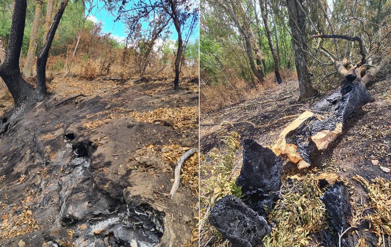 Ce este incendiul subteran care afectează Parcul Natural Lunca Mureșului, acolo unde copacii iau foc din senin