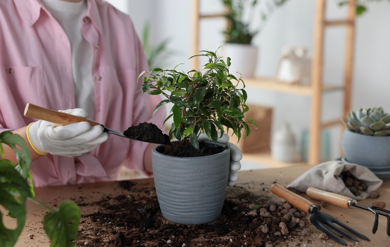 Cum să îngrijeşti plantele de apartament pe caniculă