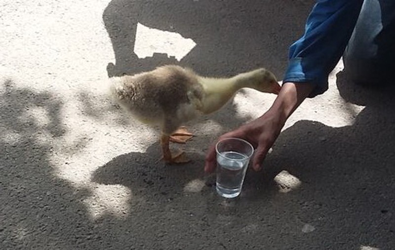 Boci Boci, rața animal de companie din Galați, scoasă la plimbare în ciuda caniculei de afară GALERIE FOTO