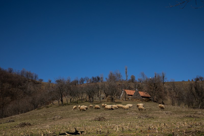 În Ineleț, oamenii se gospodăresc singuri, cresc animale și se ocupă cu agricultura