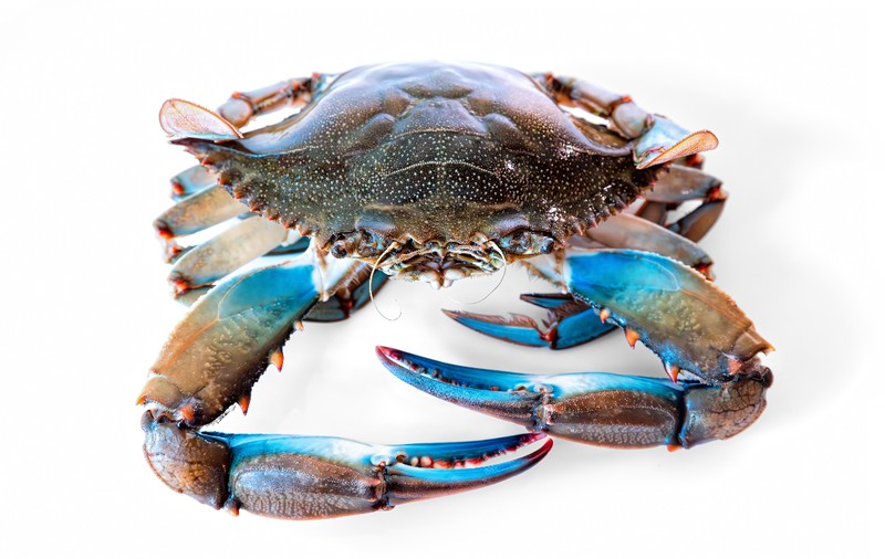 O specie nouă de crab albastru a fost găsită în Marea Neagră: poate fi mâncată, dar este un pericol pentru alte vietăți