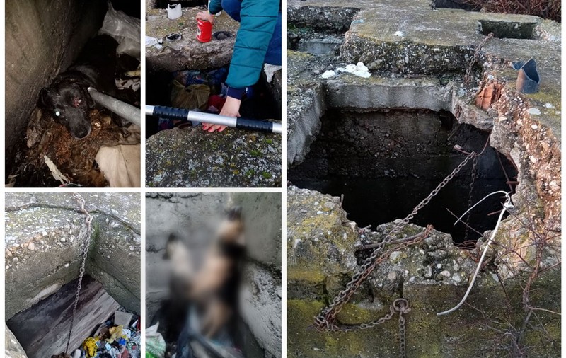Imagini revoltătoare, cu mai mulți căței spânzurați și abandonați într-un canal din Bihor. Poliția a deschis dosar penal