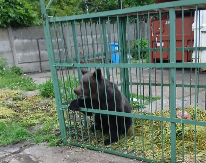 Ce s-a întâmplat cu ursul care a speriat Câmpina după ce a fost prins de polițiști