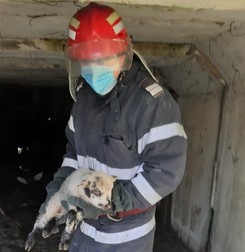 Salvatorul, aducând mielul la suprafață.