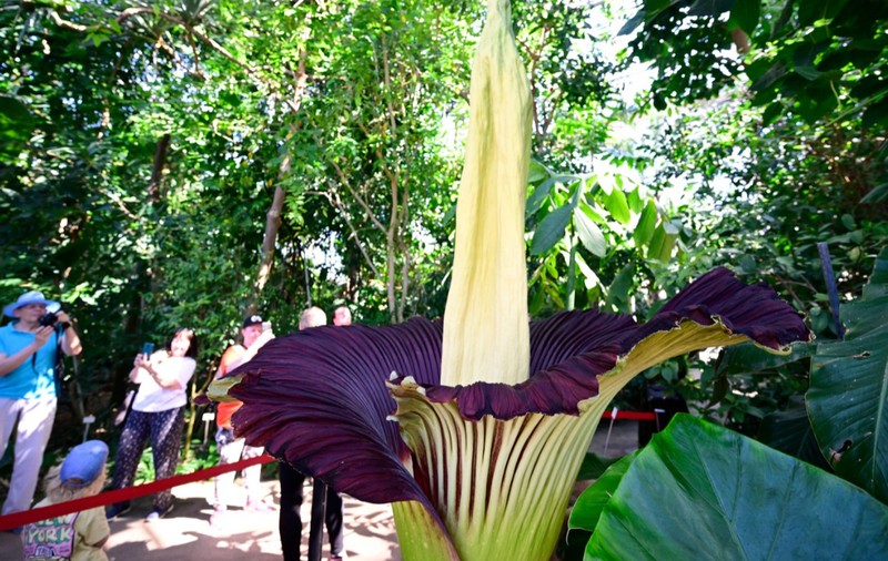 Cea mai urât mirositoare floare din lume a fost furată dintr-o grădină botanică din Germania