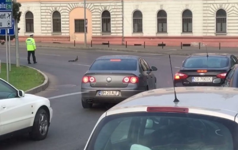 UPDATE: Explicația polițistului din Oradea care a ”dirijat” o coloană de rațe. „Mi s-a părut firesc”