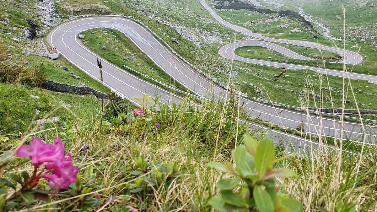 Serpentinele drumului DN7C - Transfăgărășan fotografiate de lângă flori