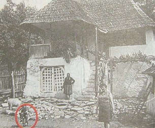 Arhiva foto