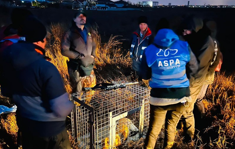 ASPA anunță că a prins 14 câini de lângă Lacul Morii, după moartea femeii atacate de o haită. „Majoritatea, câini ieșiți din curți”