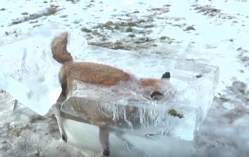 O vulpe căzută în Dunăre a înghețat și a rămas captivă VIDEO