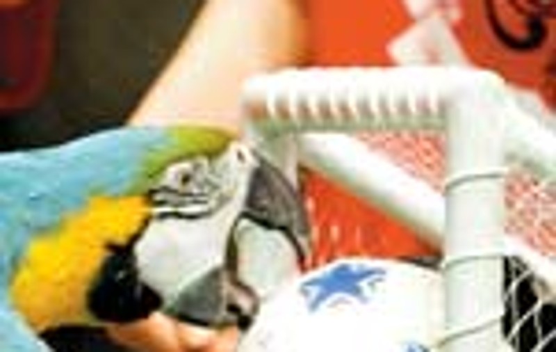 Campionatul animalelor