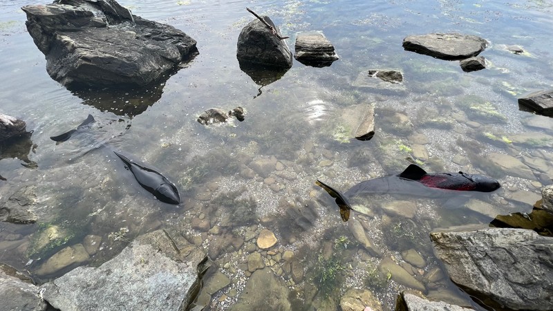 Delfinii răniți erau încă în viață, dar foarte slăbiți Foto: Save Koral Beach