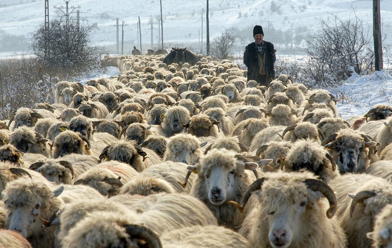 Transhumanța tocmai a intrat în patrimoniul UNESCO. Dar transhumanța, ca o proastă, tocmai a murit din cauza UE