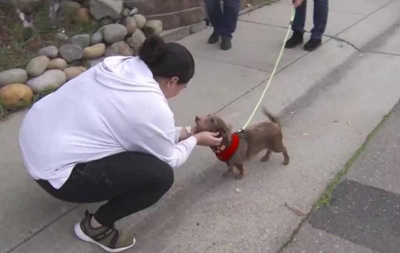 Choco, câinele dispărut de 5 ani, s-a întors acasă de la 3.200 km depărtare. Povestea emoționantă a câinelui care și-a regăsit familia de sărbători | VIDEO