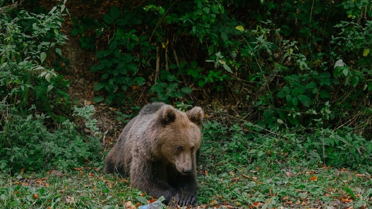 Urs brun într-o pădure din România