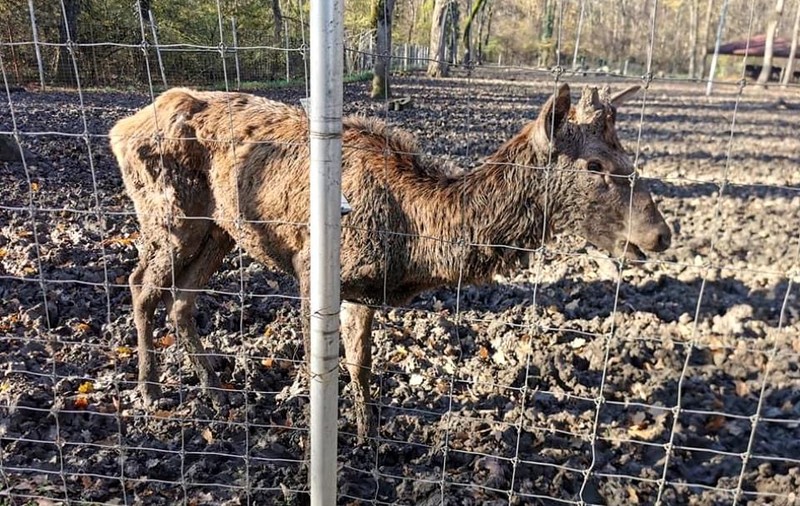 Primăria din Timișoara a închis de 3 luni grădina zoologică, dar nu a găsit încă o nouă casă pentru o parte din animale