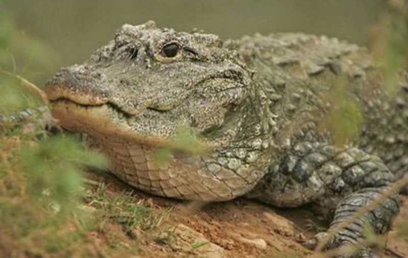 S-a trezit cu un crocodil de 3,5 metri la uşă