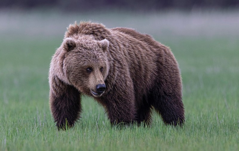 Bărbatul atacat de o ursoaică la Predeal ar fi scăpat pentru că a făcut infarct. Animalul a fost găsit și împușcat în cursul nopții