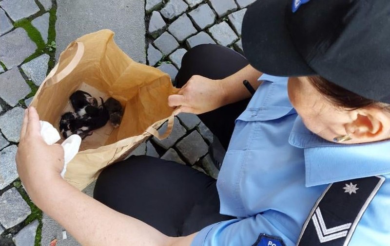 Cu cât a fost amendat un bucureștean care a abandonat cinci pui de pisică într-o pungă, pe stradă