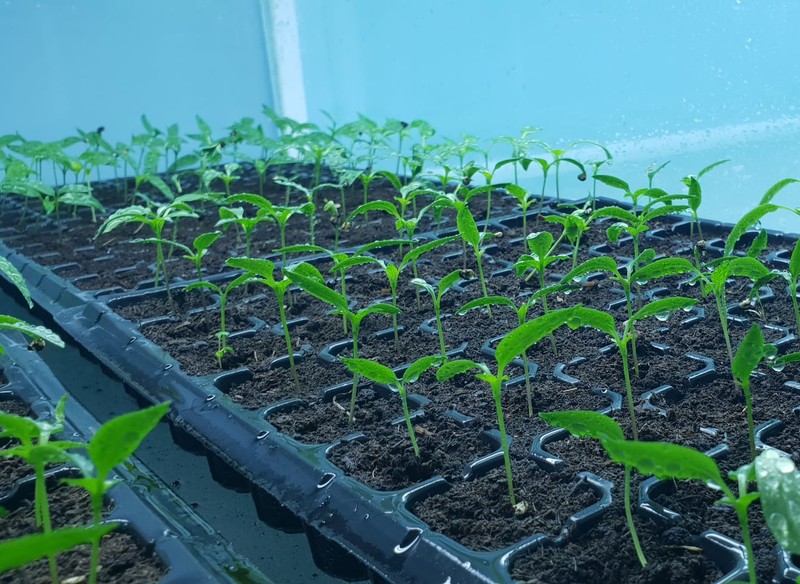 Plante din laboratorul lui Paul Basoc