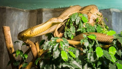 Cobra regală (ophiophagus hannah), expusă la o grădină zoologică din Cehia Foto: Profimedia