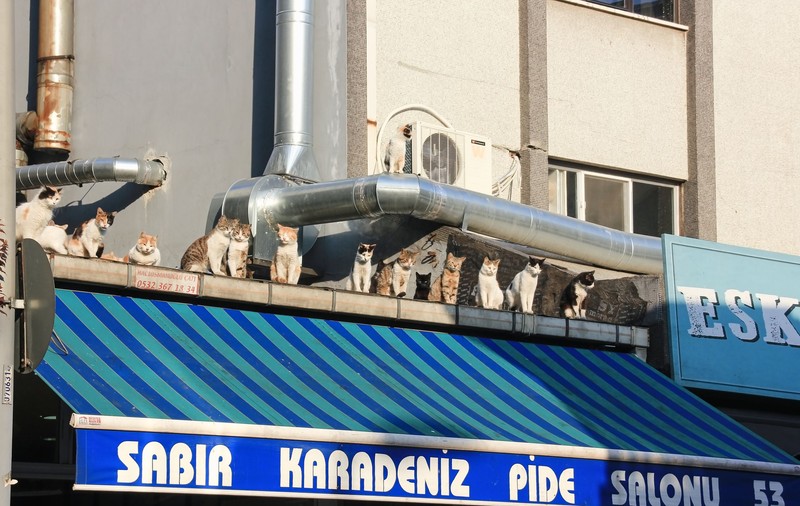 Animalele fără stăpân din Turcia, hrănite de autorități pe perioada pandemiei. Ordin de la ministrul de Interne