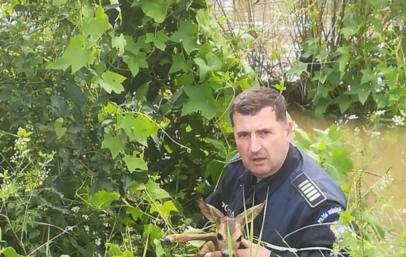 Un agent de poliție din Baraolt a salvat un pui de căprioară din râul umflat de ploi