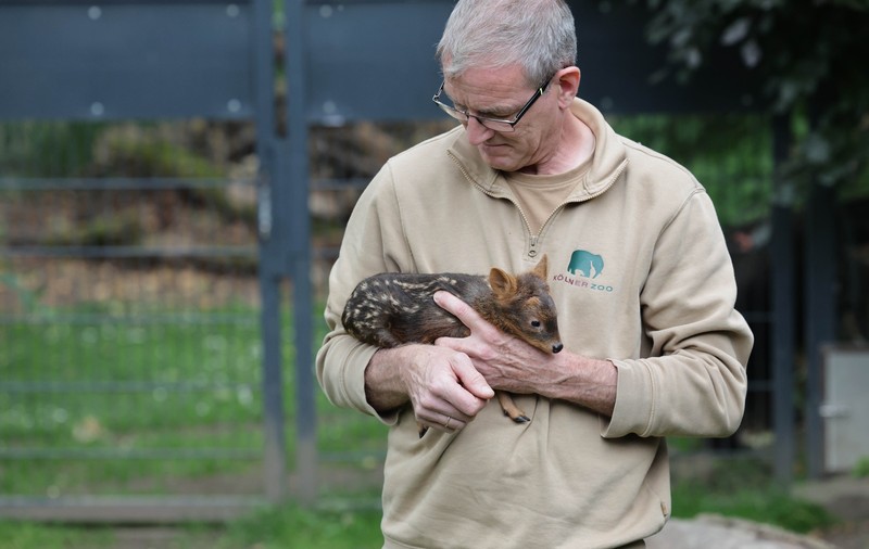 Cea mai mică Bambi din lume s-a născut la grădina zoologică din Köln: „O cheamă Adora”