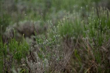 Lavanda se pregăteşte să înflorească