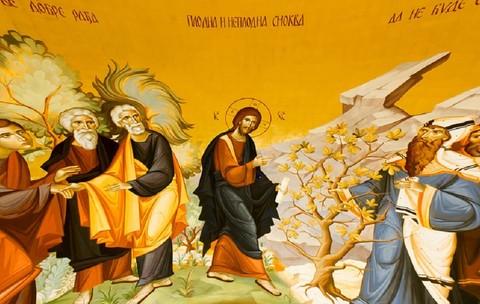 De ce a blestemat Iisus Hristos smochinul