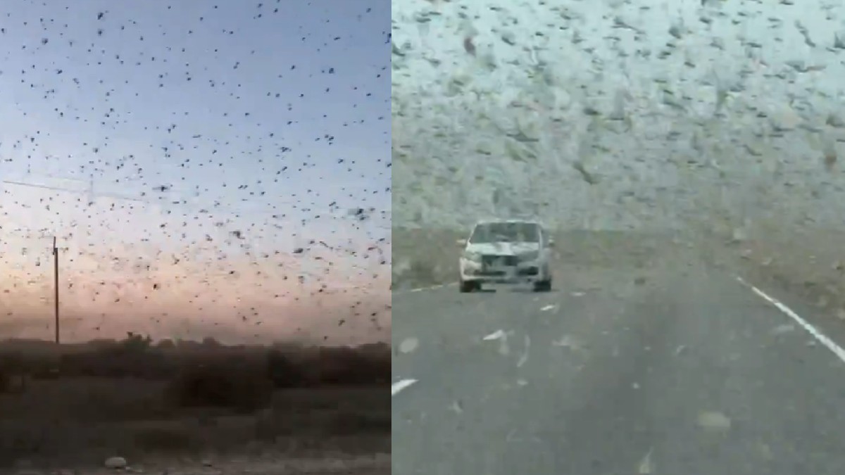 Roi de lacuste pe cer, în Rusia