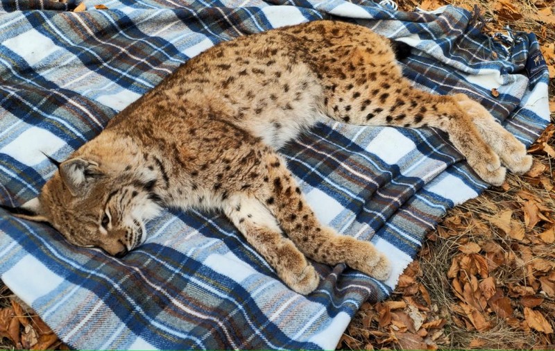 Un râs a fost salvat după ce a căzut într-o fântână adâncă de 15 metri, în Munții Parâng
