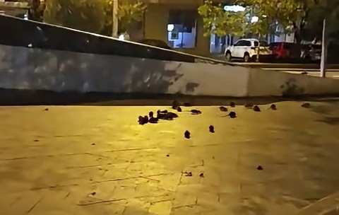 Șobolani, filmați în timp ce se hrăneau pe un trotuar din Piața Sfânta Vineri, în centrul Bucureștiului